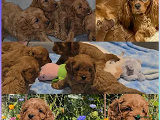 Cavapoo dogs 🐶Ruby Red Tiny Toy Cavapoo Puppies 🐶 - Advert 16