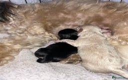 Maltipoo dogs for sale: Beautiful Maltipoo puppies  - Image 4