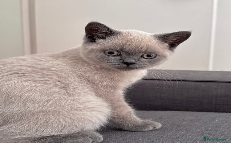 British Shorthair cats - Advert 16