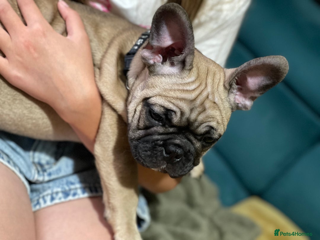 French Bulldog dogs for sale: KcFrenchiePup-HealthTestedParents-Lastone-Readynow in Derby - Image 14