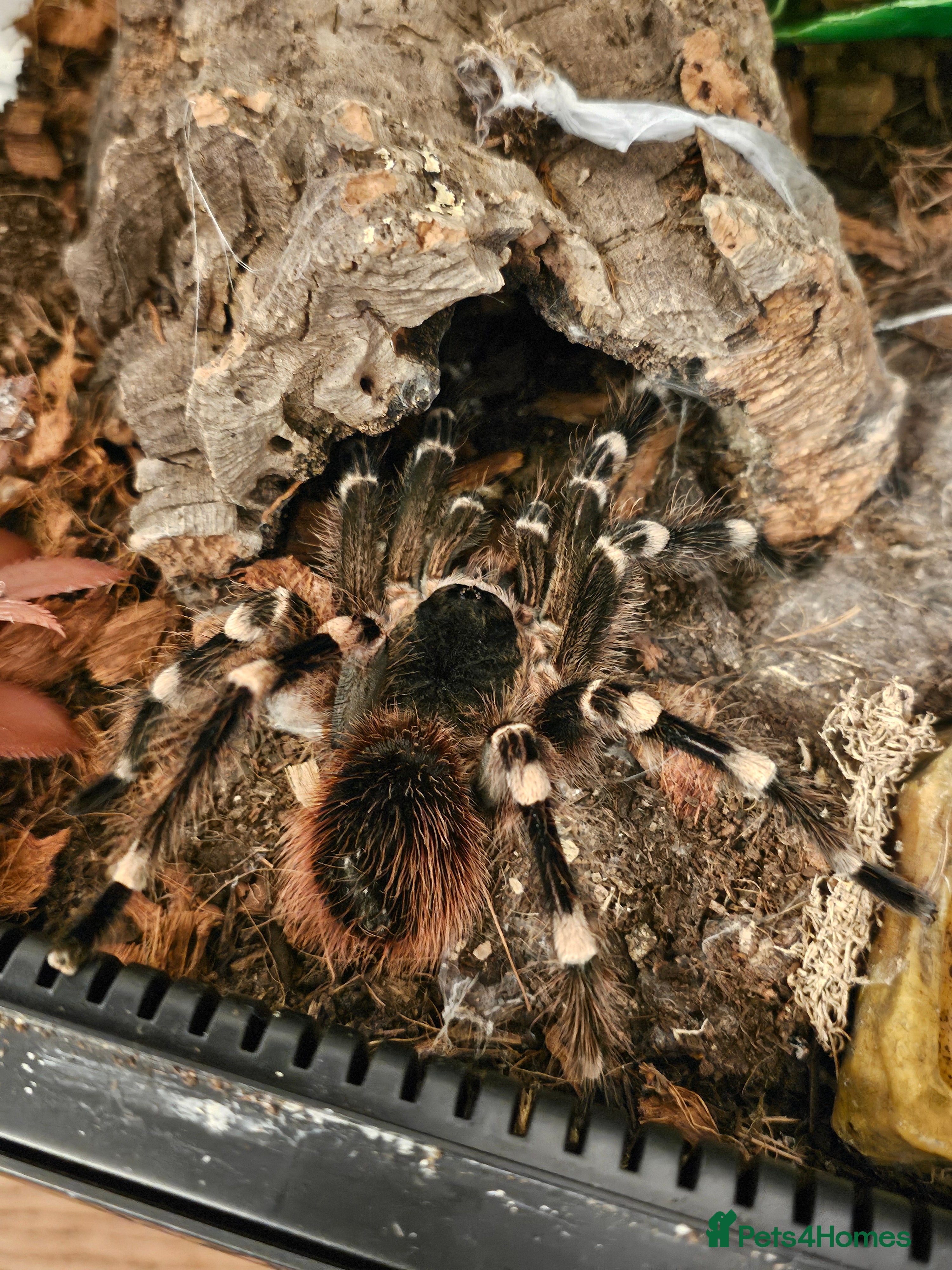 Tarantulas invertebrates Tarantula rehome - Advert 5