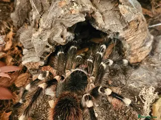 Tarantulas invertebrates Tarantula rehome - Advert 5