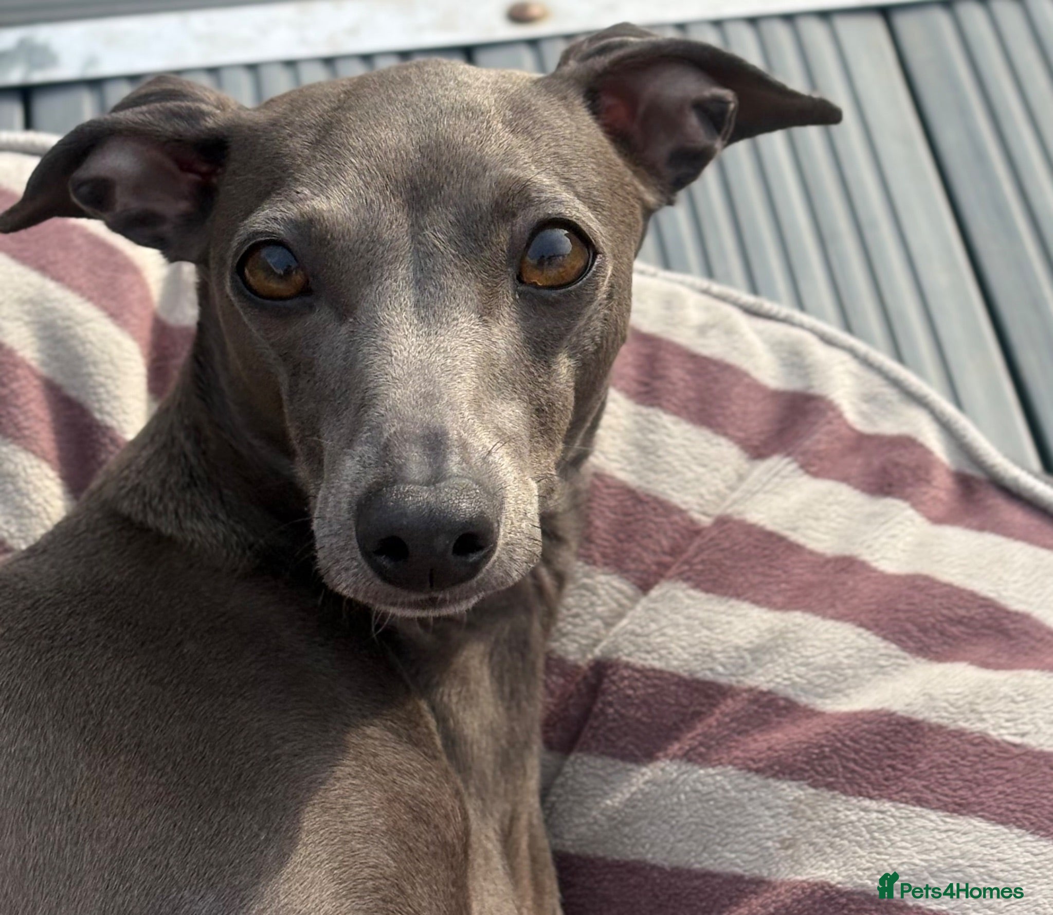 Italian Greyhound dogs Adorable and fun Italian Greyhound pups for sale. - Advert 1