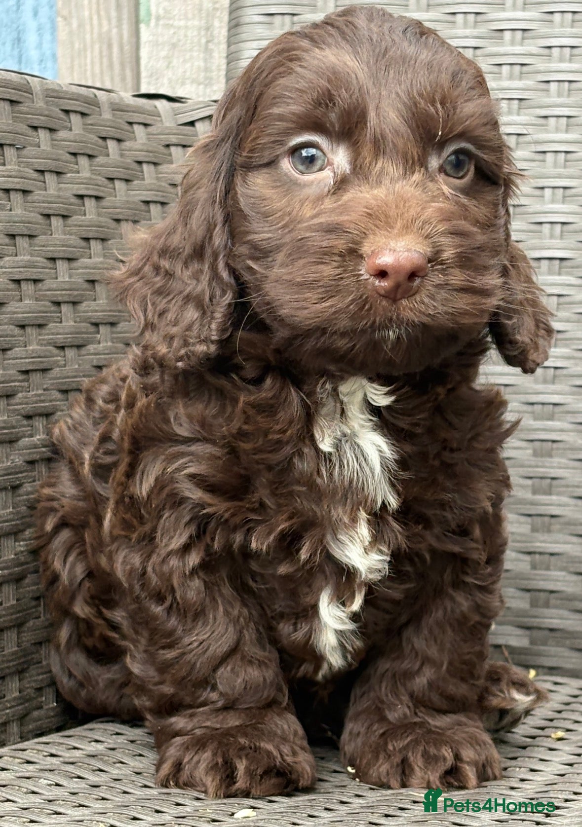 Cockapoo dogs F1 cockapoo puppies  - Advert 1