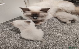 Ragdoll cats for sale: 2 lynx seal point Ragdolls kittens - Image 8
