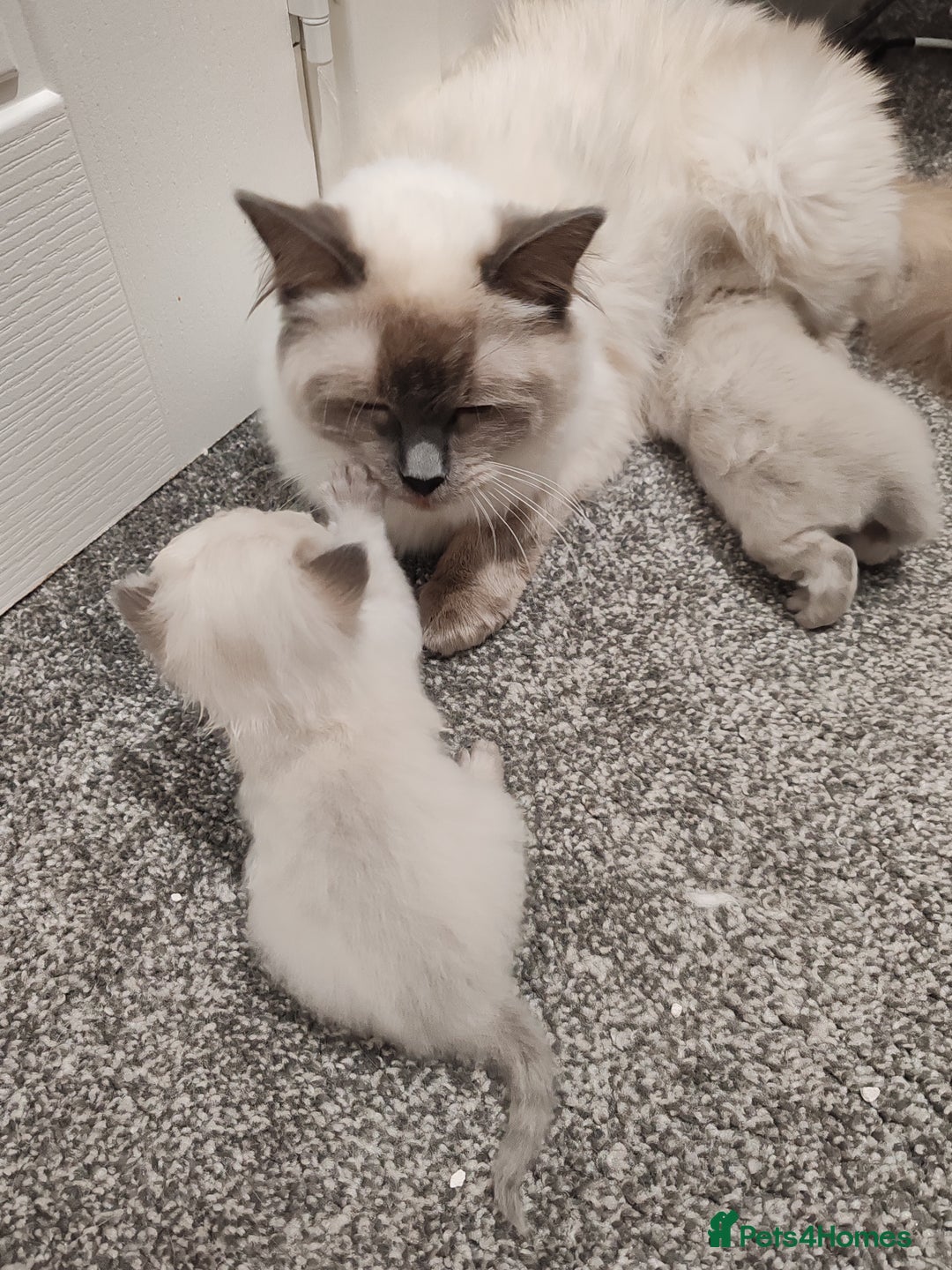 Ragdoll cats for sale: 2 lynx seal point Ragdolls kittens - Image 8