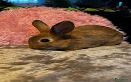 Mixed Breed rabbits for sale: Netherland dwarf and lionhead mixed bunnies - Image 31