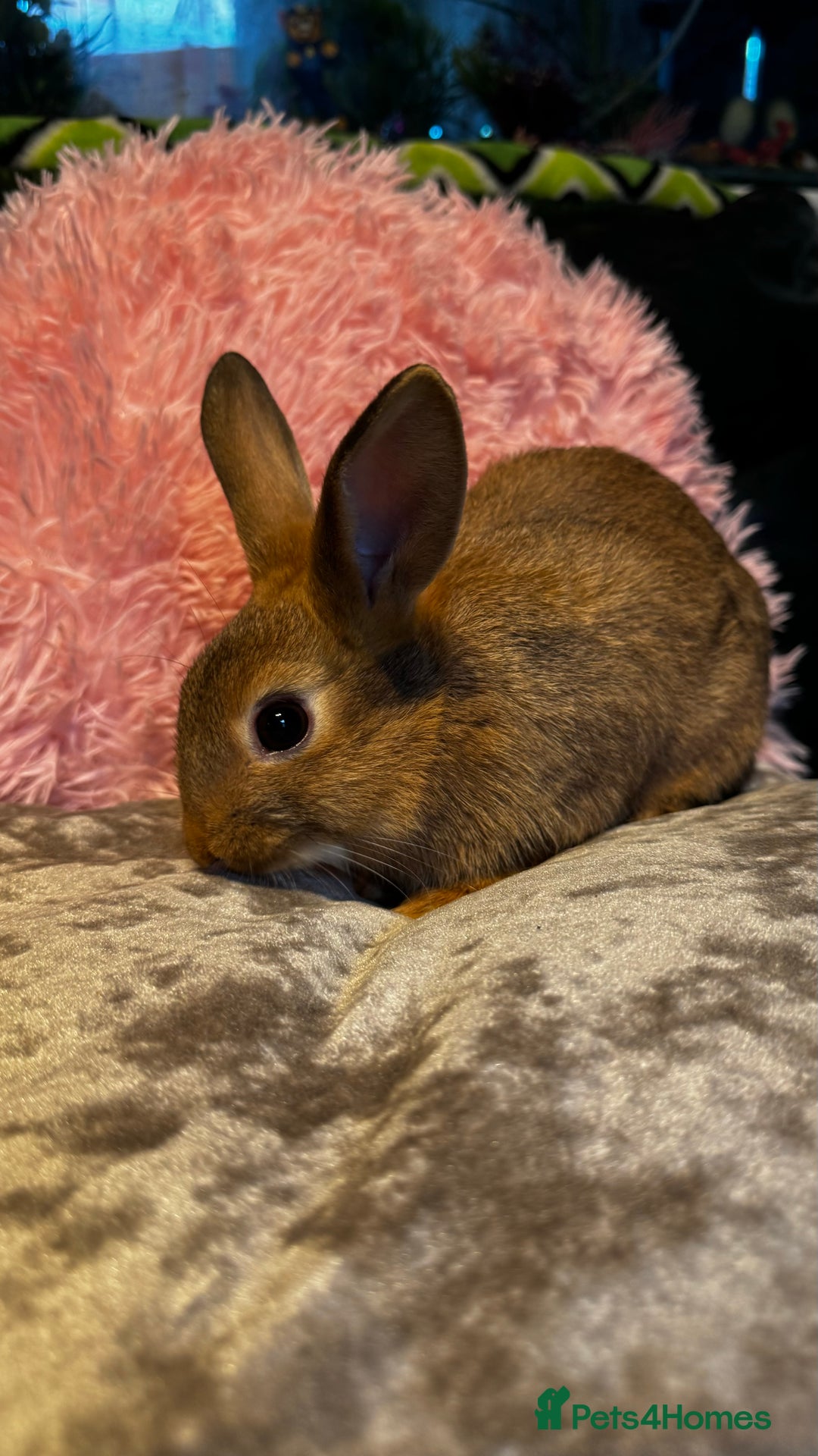 Mixed Breed rabbits for sale: Netherland dwarf and lionhead mixed bunnies - Image 31