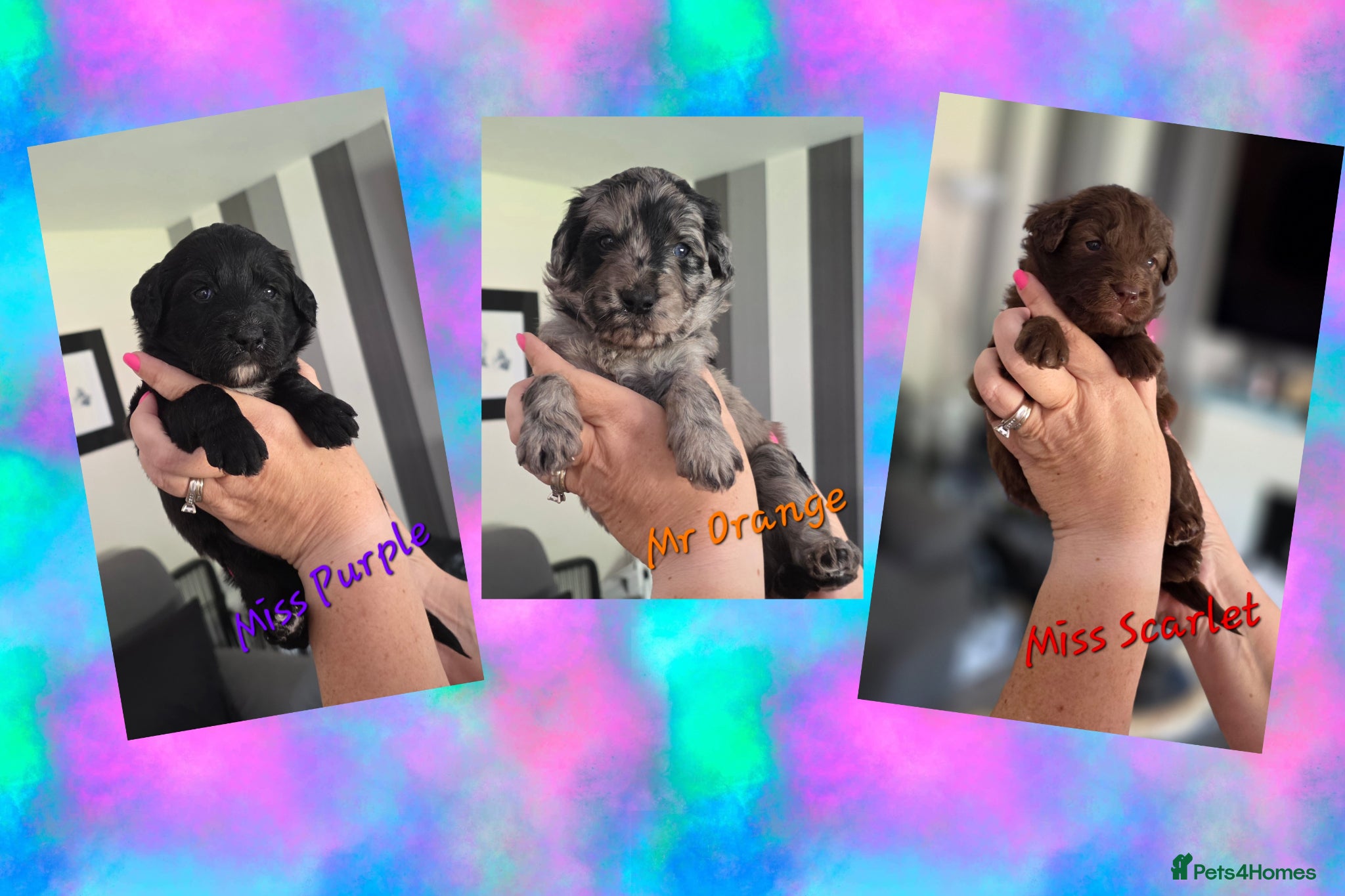 Bordoodle dogs 🐾 Last Three Cuties Looking For Their Humans 🐾 - Advert 1