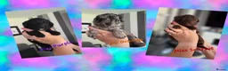 Bordoodle dogs for sale: 🐾 Last Three Cuties Looking For Their Humans 🐾 - Advert 1