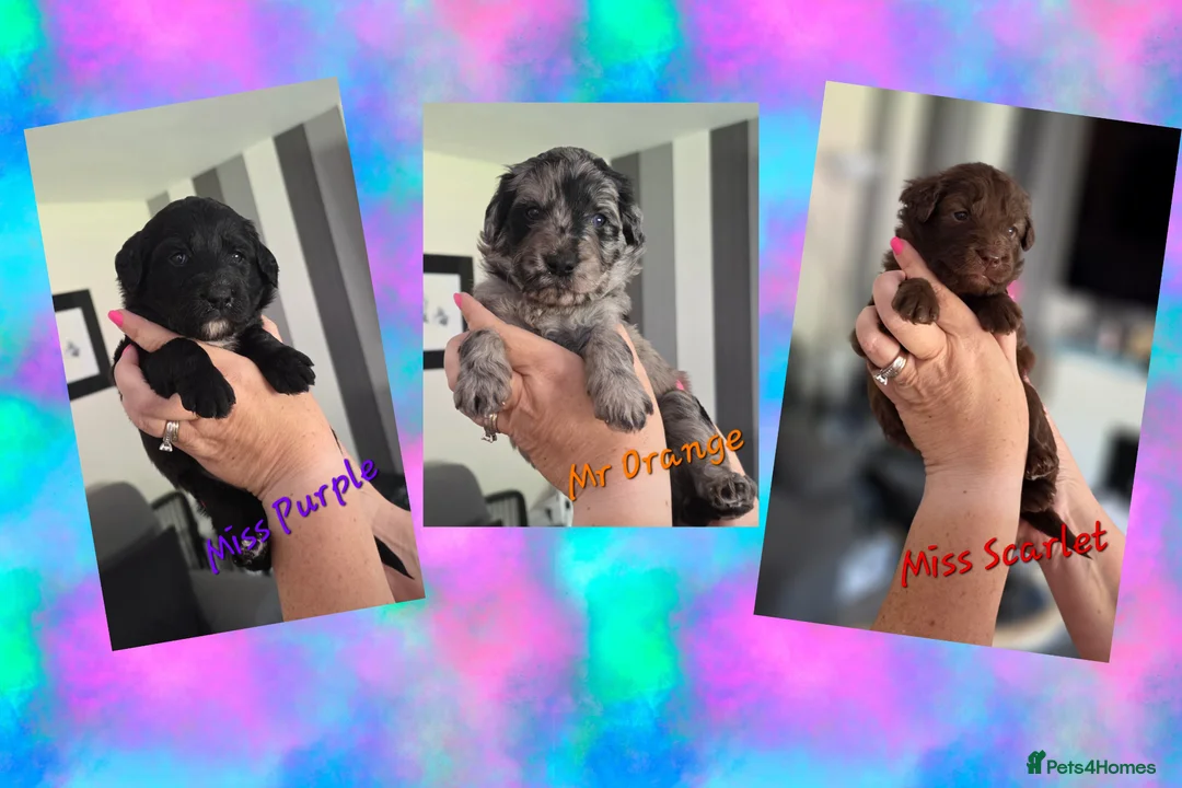 Bordoodle dogs for sale: 🐾 Last Three Cuties Looking For Their Humans 🐾 - Advert 1