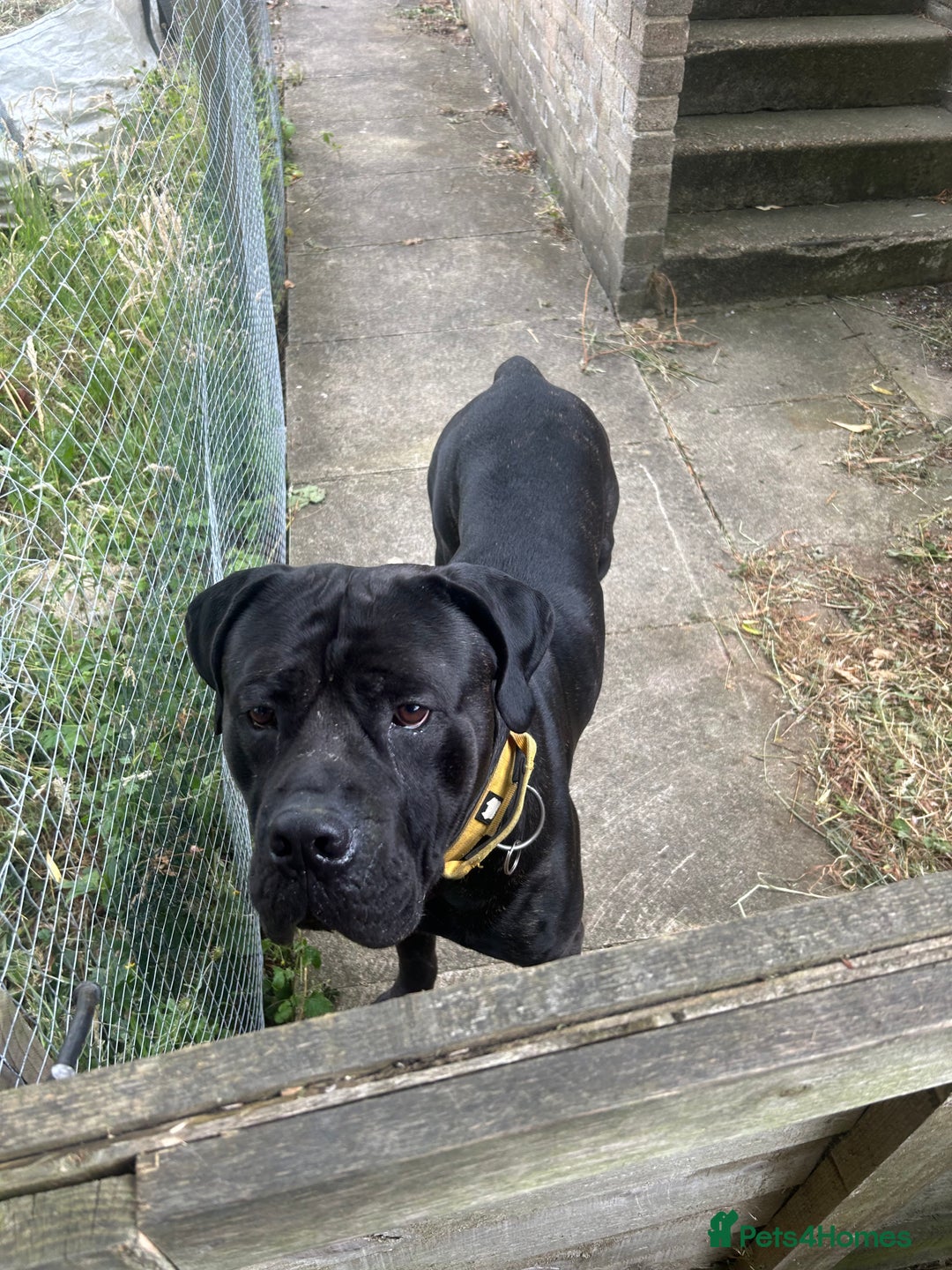 Cane Corso dogs for sale: 3 year old cane corso - Advert 4