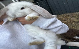French Lop rabbits for sale: Last little girl looking for a forever home 💗 - Image 5