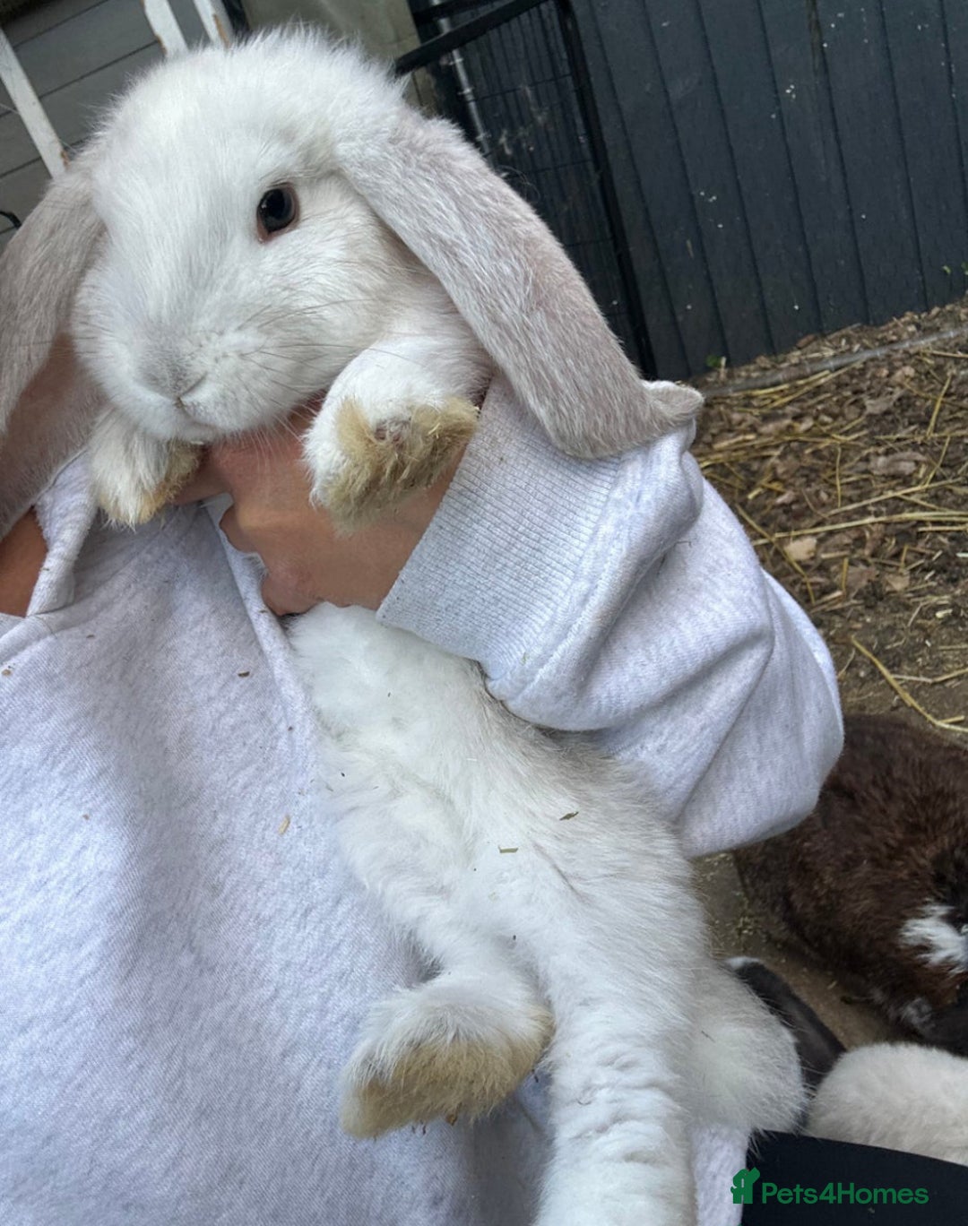 French Lop rabbits for sale: Last little girl looking for a forever home 💗 - Image 5