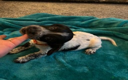 Cocker Spaniel dogs for sale: Georgous blue roan cocker spaniels - Image 33