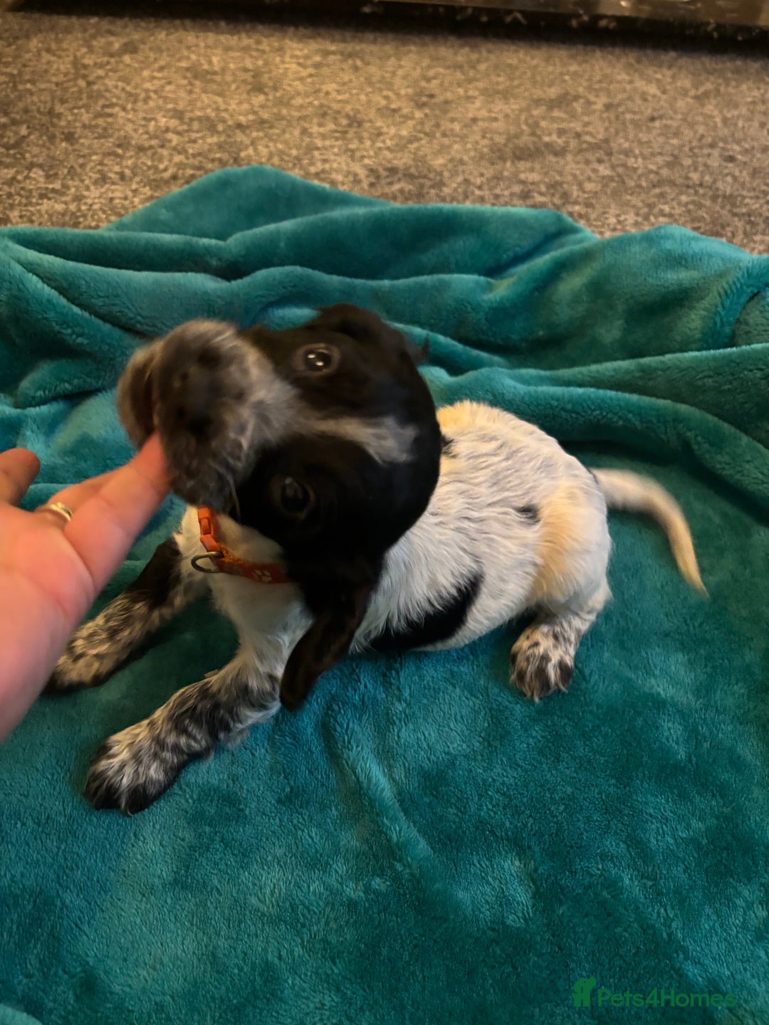 Cocker Spaniel dogs for sale: Georgous blue roan cocker spaniels - Image 33