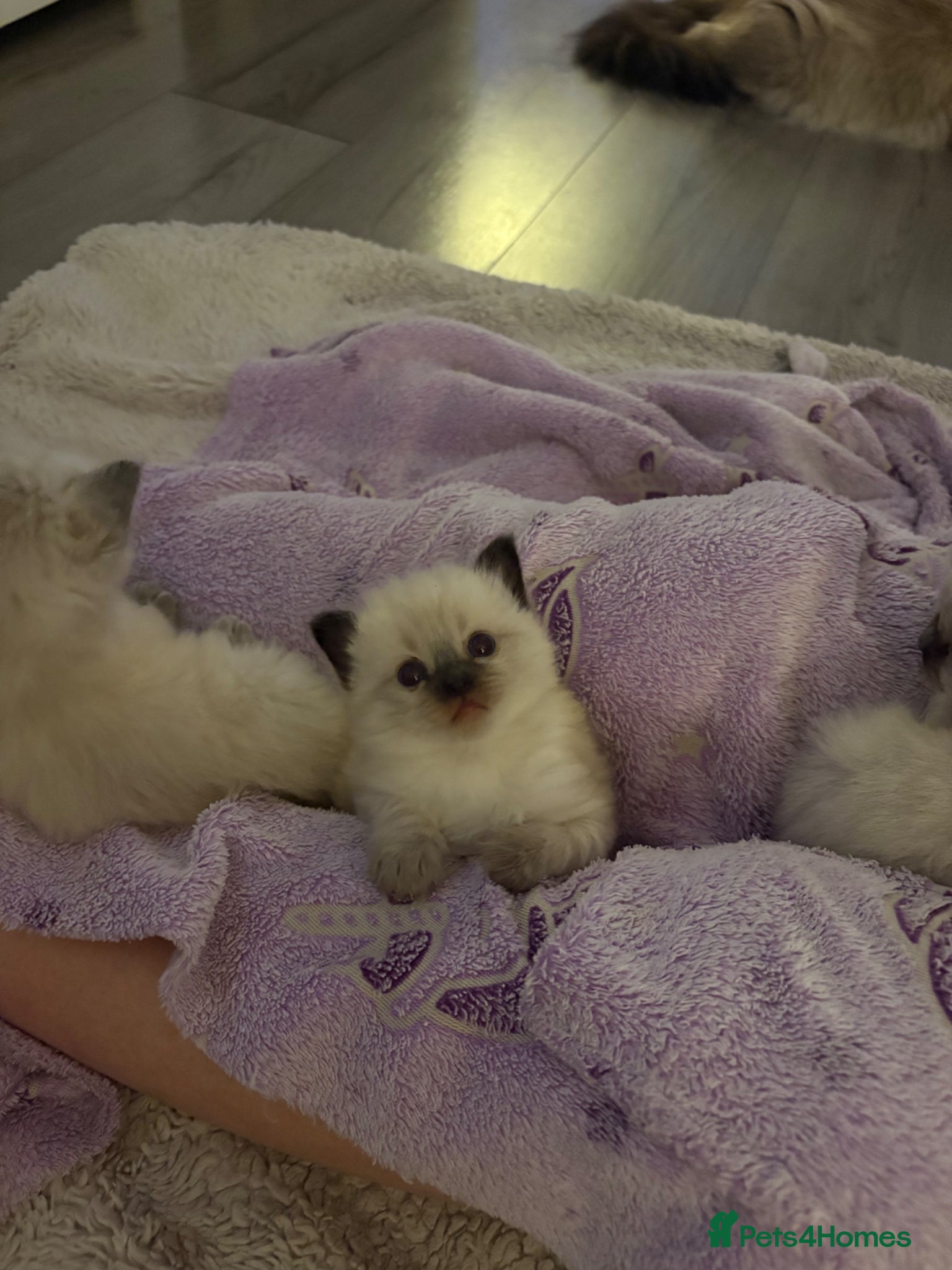 Ragdoll cats STUNNING FULLY HEALTH TESTED RAGDOLLS - Advert 1