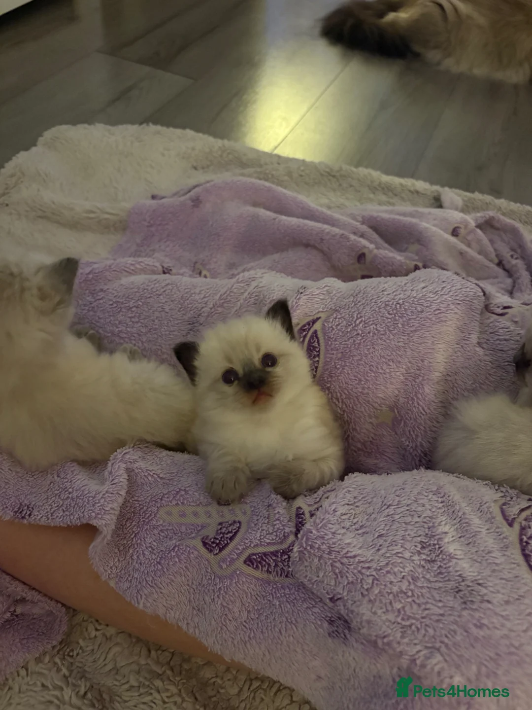 Ragdoll cats for sale: STUNNING FULLY HEALTH TESTED RAGDOLLS - Advert 1
