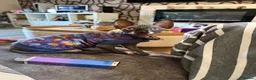 Sphynx cats for sale: 💙🩷 gorgeous sphynx baby’s 🩷💙 1 girl back up  - Advert 1