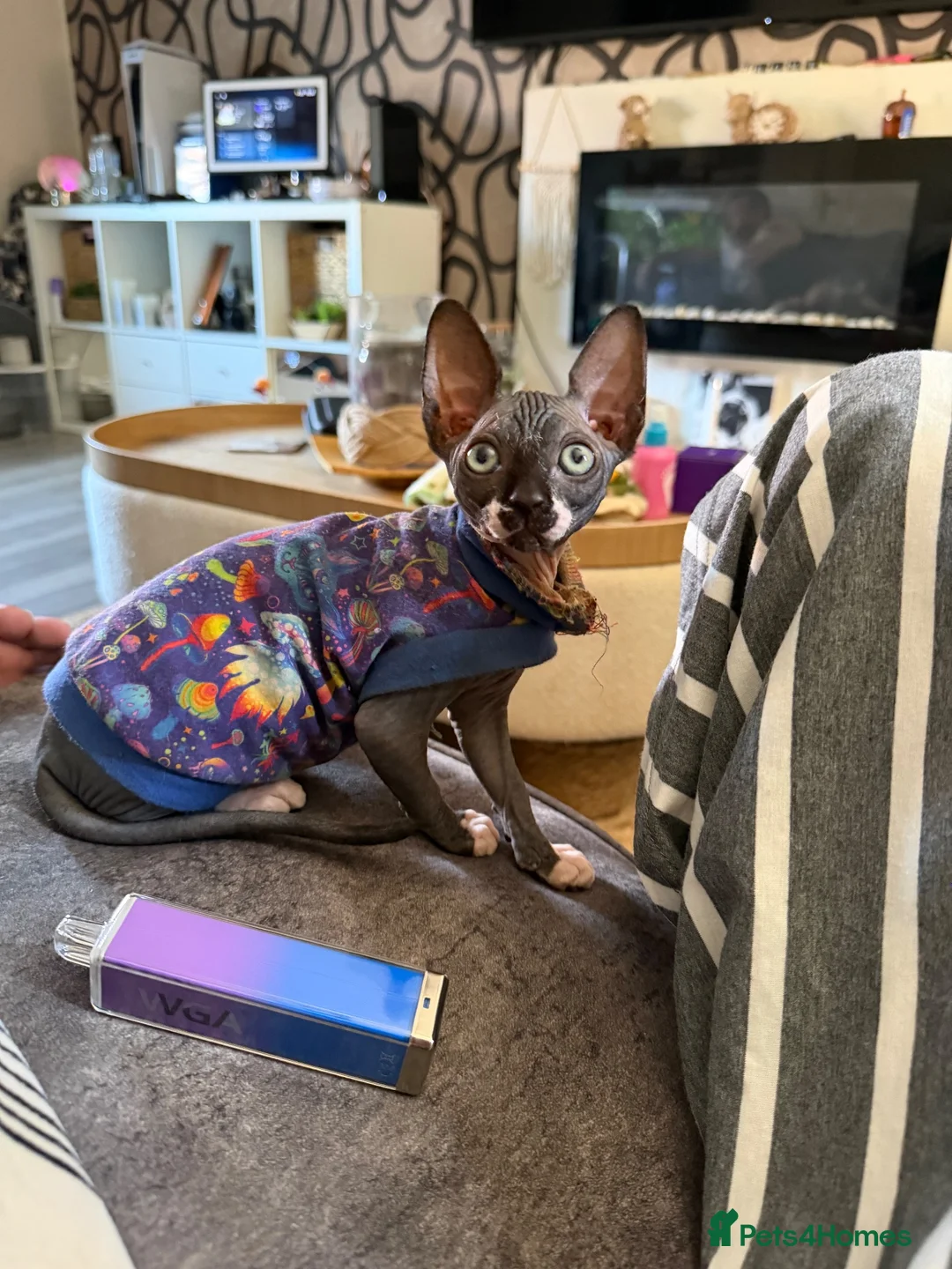 Sphynx cats for sale: 💙🩷 gorgeous sphynx baby’s 🩷💙 1 girl back up  - Advert 1