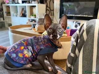 Sphynx cats 💙🩷 gorgeous sphynx baby’s 🩷💙 1 girl back up - Advert 3