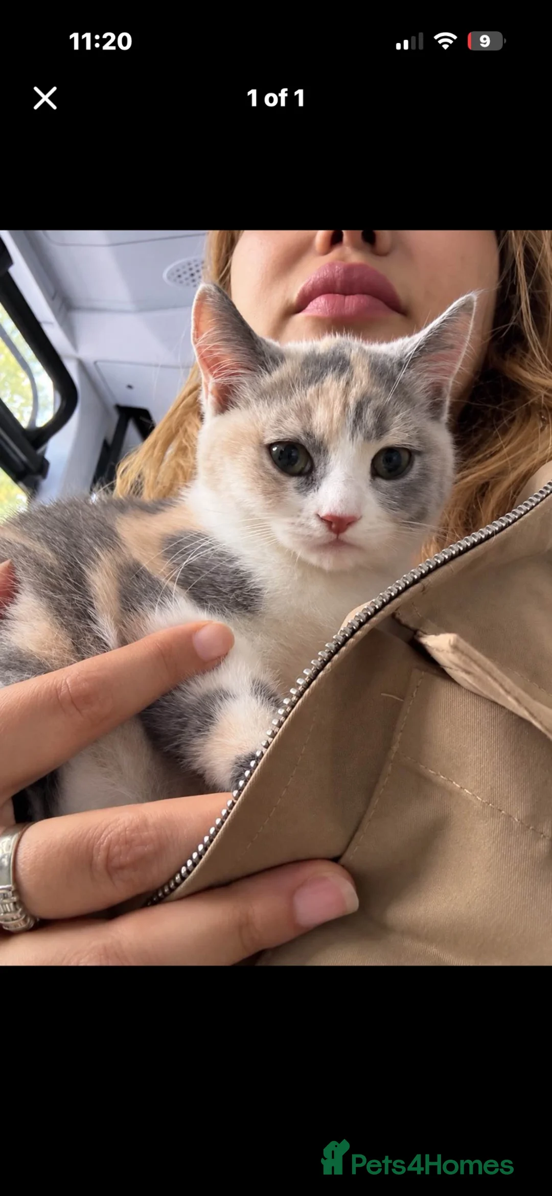 British Shorthair cats for sale: Female kitten - Advert 2
