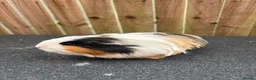 Guinea Pig rodents for sale: 2 bonded sows - Advert 2