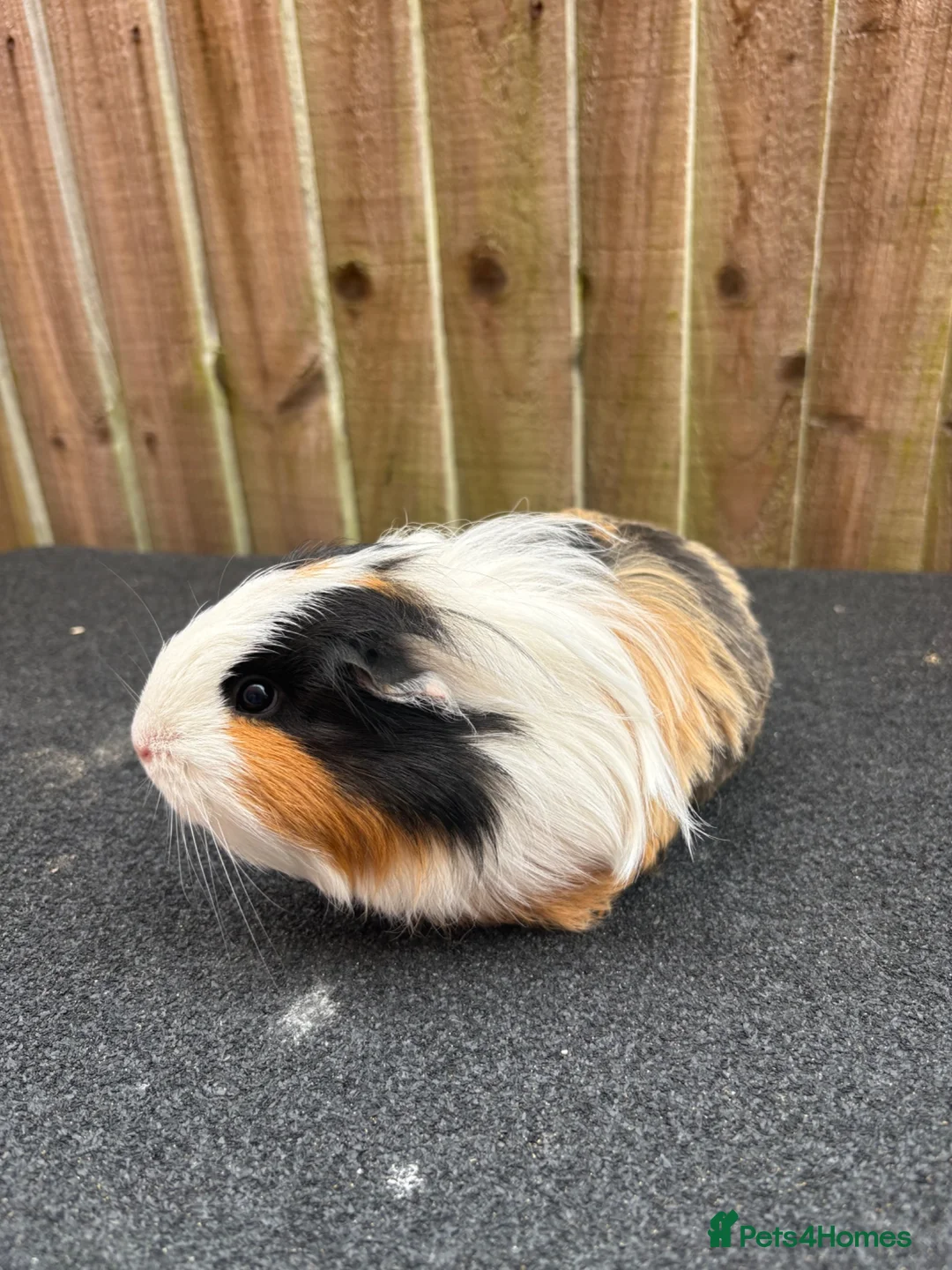 Guinea Pig rodents for sale: 2 bonded sows - Advert 2