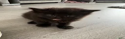 Mixed Breed cats for sale: Fluffy kittens - Advert 14