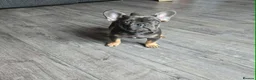 French Bulldog dogs for sale: 7 BEAUTIFUL French bulldogs puppies  - Advert 4