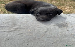 Mixed Breed dogs for sale: 3 Beautiful Huntaway x Collie pups  - Image 2