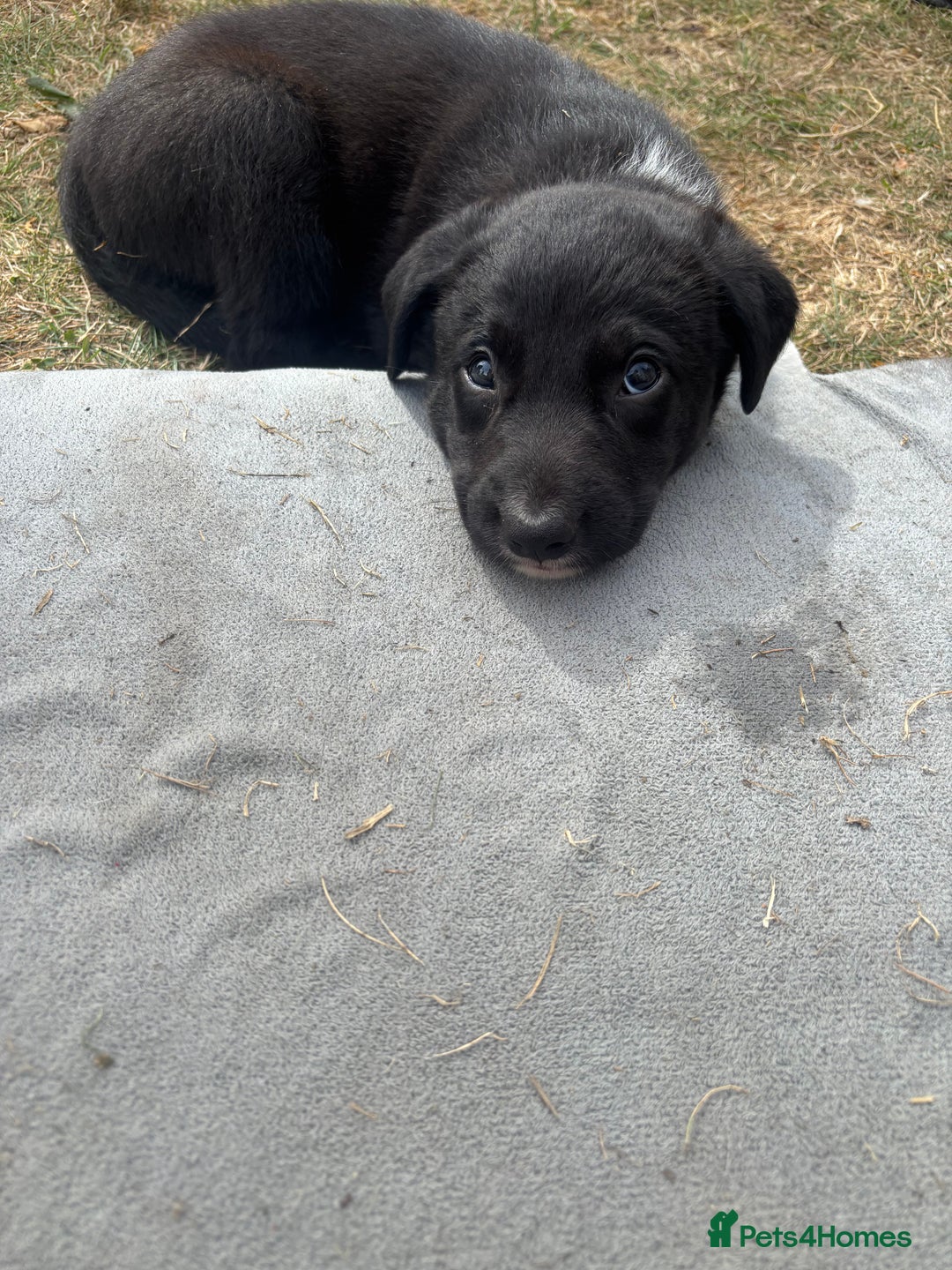 Mixed Breed dogs for sale: 3 Beautiful Huntaway x Collie pups  - Image 2