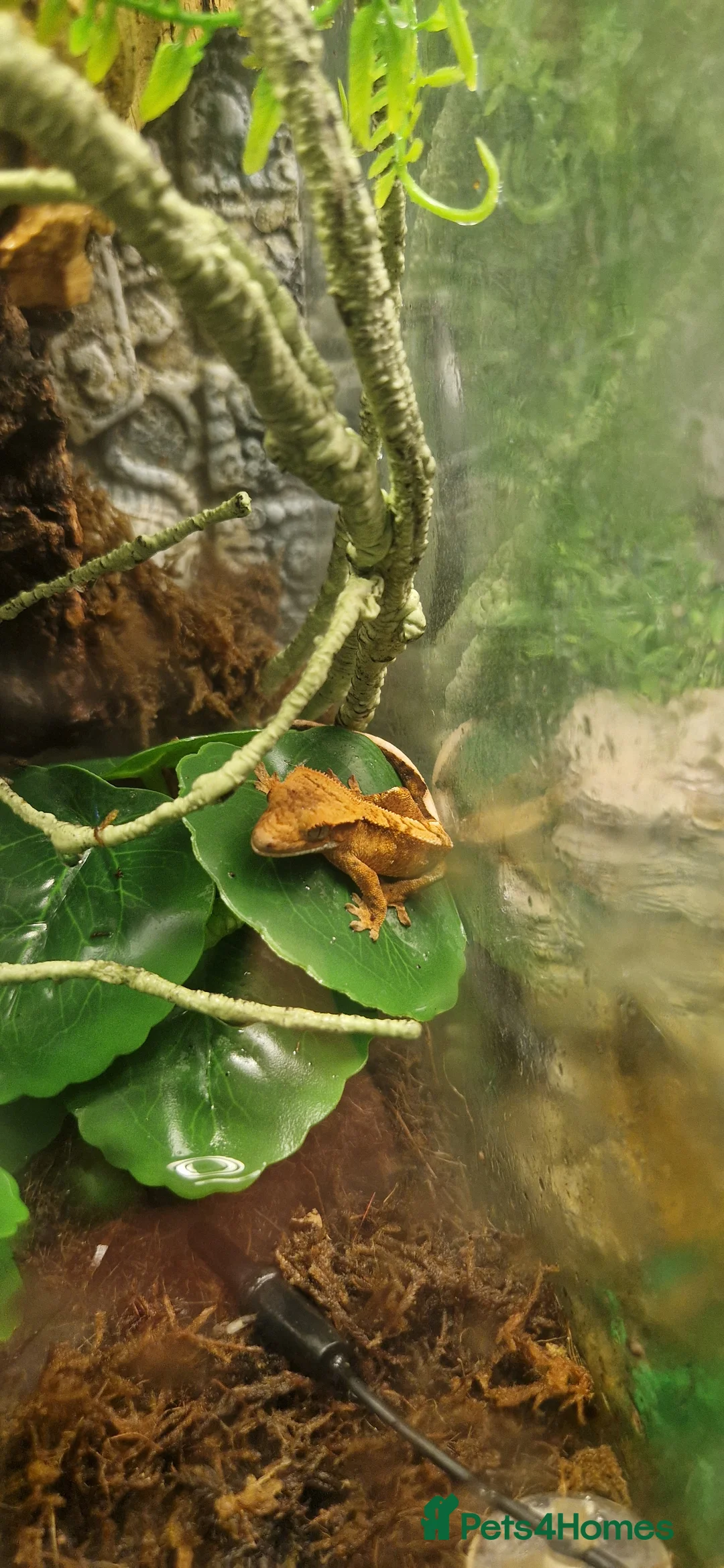 Gecko reptiles for sale: Crestie gecko pair with exotic terra setup - Advert 2