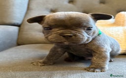 French Bulldog dogs for sale: ✨Stunning Pedigree French Bulldog Puppies✨ - Advert 11