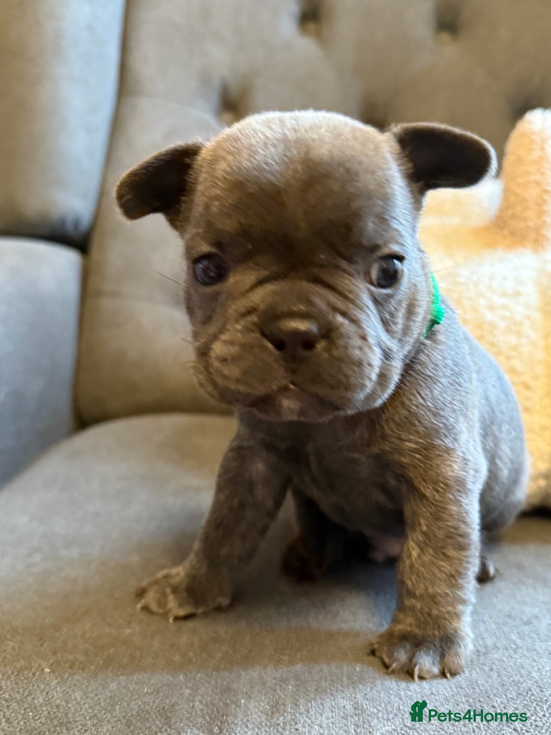 French Bulldog dogs for sale: ✨Stunning Pedigree French Bulldog Puppies✨ - Advert 11