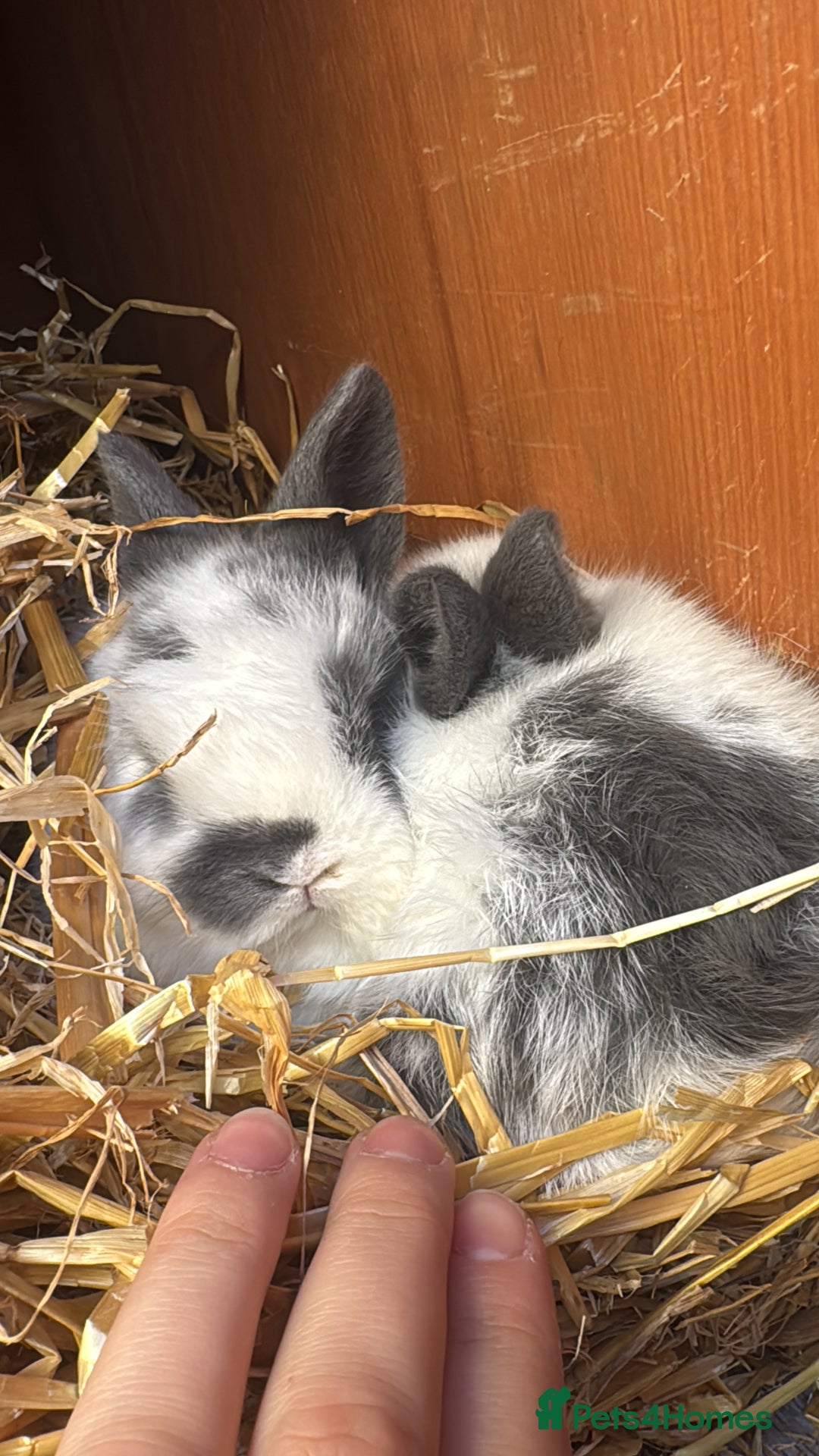 Mini Lop rabbits for sale: ✨ Beautiful Lop x Angora Baby Bunnies  ✨  - Advert 7