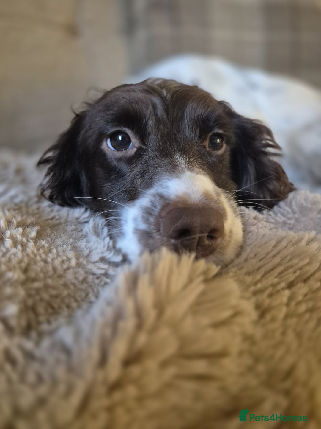 English Springer Spaniel dogs for sale: KC Reg FTCH English Springer Spaniel Puppies  - Image 4