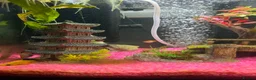 Mollies fish for sale: Mollies - Adults, Juvenile and Fry in Leeds - Advert 3