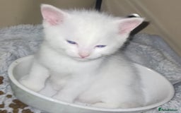 Mixed Breed cats for sale: White long haired kittens for sale in Fleetwood - Image 29