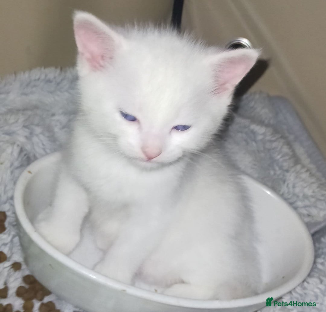 Mixed Breed cats for sale: White long haired kittens for sale in Fleetwood - Image 29
