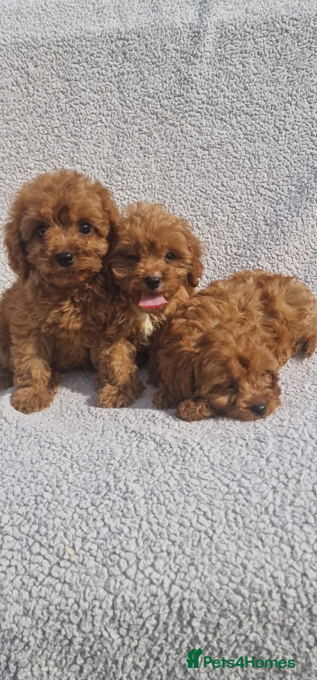 Cavapoo dogs for sale: Exquisite little cavapoos ready to go! - Image 15