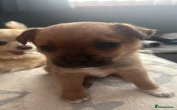 Mixed Breed dogs for sale: Special female puppy - Image 2