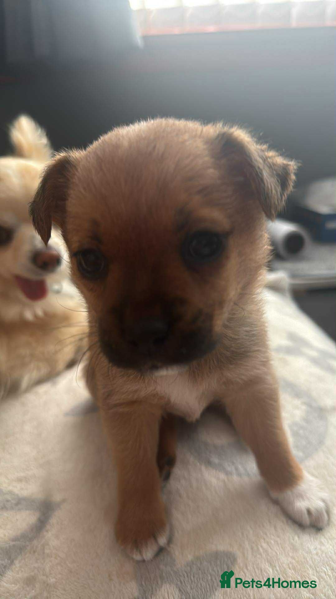 Mixed Breed dogs for sale: Special female puppy - Image 2