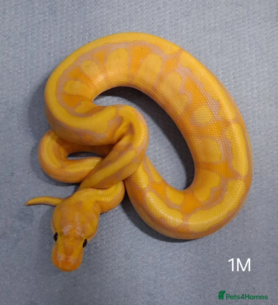 Python Snake reptiles for sale: Hatchling Royal Python's Male  - Advert 7
