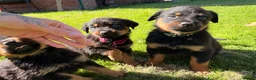 Rottweiler dogs for sale: Female left  - Advert 6