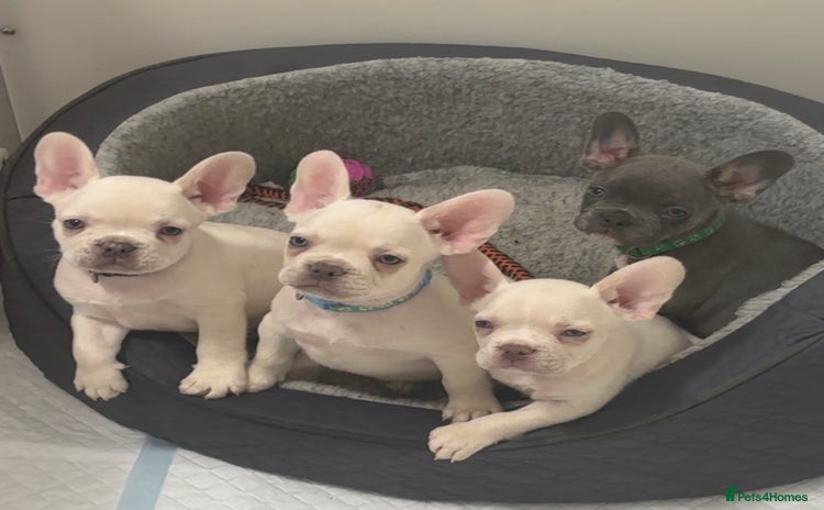 French Bulldog dogs - Advert 14