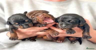 Dobermann dogs - Advert 11