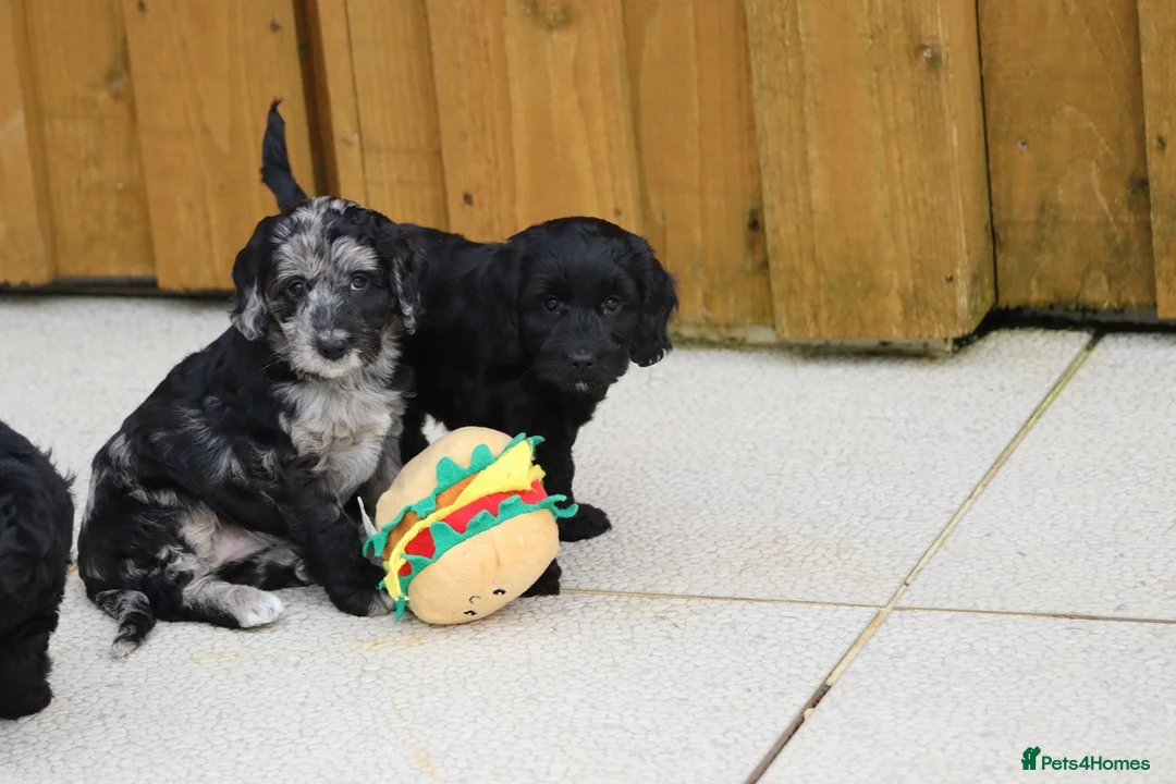 Cockapoo dogs for sale: F1 Cockapoo puppies for sale - Advert 28