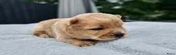 Chow Chow dogs for sale: Show stopping DWKC chow chow pups - Advert 15