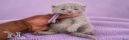British Shorthair cats for sale: Exceptional GCCF REGISTERED BSH KITTENS - Advert 20